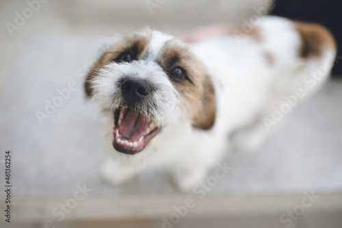 dog