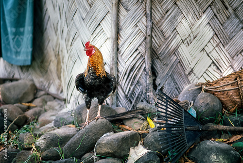 Rooster standing outside traditional Fijian home photo