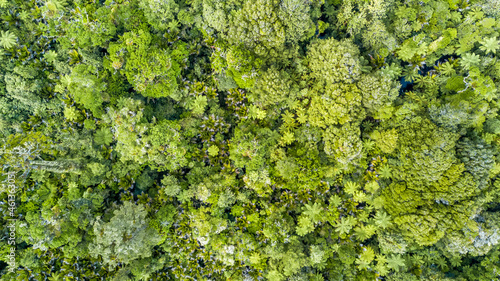 Aerial view on native New Zealand forest. Raglan, New Zealand.