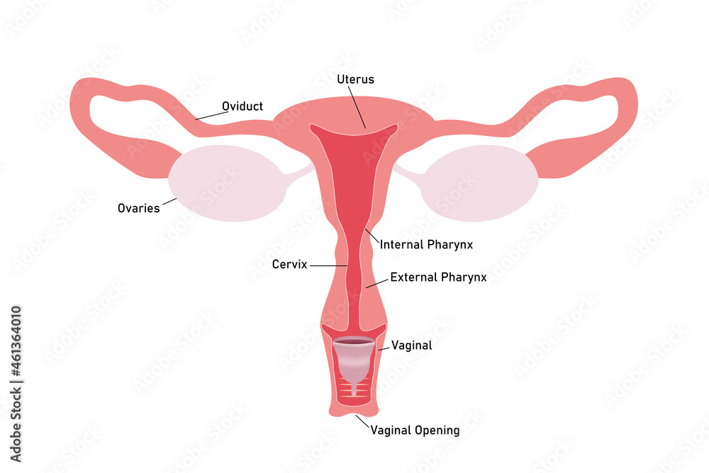 Instruction how to use menstrual cup during period. Female reproductive