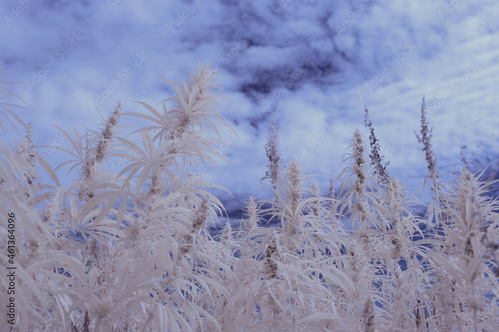 infrared photography - ir photo of a marijuana leafe on a cannabis farm - hemp field infrared photography - ir photo of a marijuana leafe on a cannabis farm - hemp field