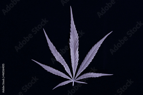 infrared photography - ir photo of a marijuana leafe on a cannabis farm - hemp field