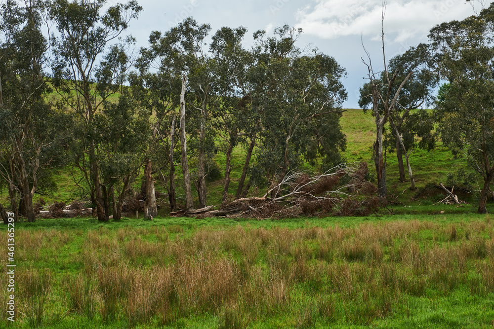 Green Paddocks and Pasture Of Country Victoria, In Springtime Green Paddocks and Pasture Of Country Victoria, In Springtime