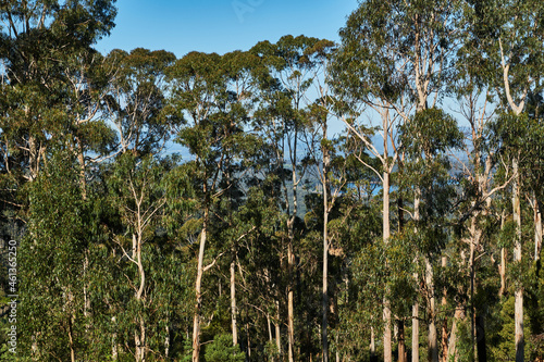 Stunning Mountain Ash Tree's, Surviving The Recent Catastrophic Storms In The Dandenong Range's photo
