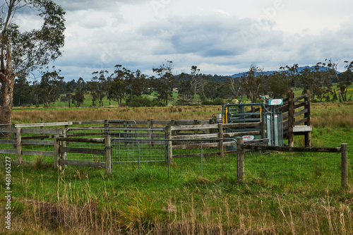 Green Paddocks and Pasture Of Country Victoria, In Springtime