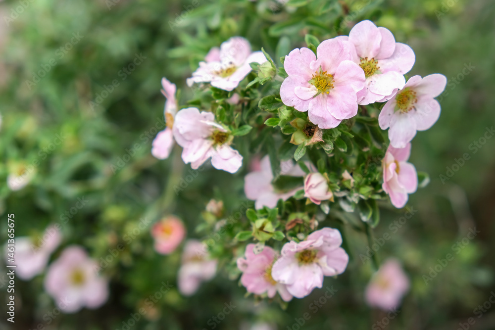 Lovely delicate pink flowers of shrubby cinquefoil close up, netural flower blooming background, beautiful tender petals og decorative flowering plants in garden Lovely delicate pink flowers of shrubby cinquefoil close up, netural flower blooming background, beautiful tender petals og decorative flowering plants in garden