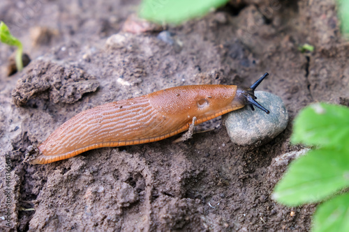 Spanish slug Arion vulgaris snail crawls along a garden ground, invasive brownish dangerous pest agriculture, harmful harvest eater