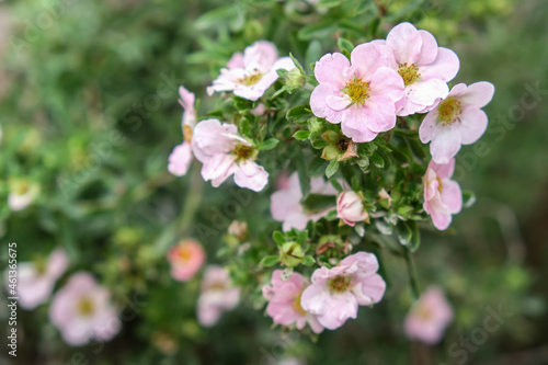 Lovely delicate pink flowers of shrubby cinquefoil close up, netural flower blooming background, beautiful tender petals og decorative flowering plants in garden