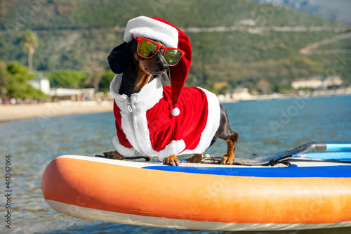 Fotografie Cute dachshund dog in sunglasses for pets with polarizing lenses and Santa costume is standing on SUP board