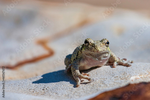 Grey Tree Frog Perched on Stone