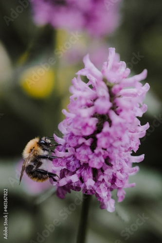 Close-up of a bumblebee sitting on a purple flower with blurry green background