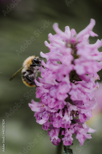 Close-up of a bumblebee sitting on a purple flower with blurry green background