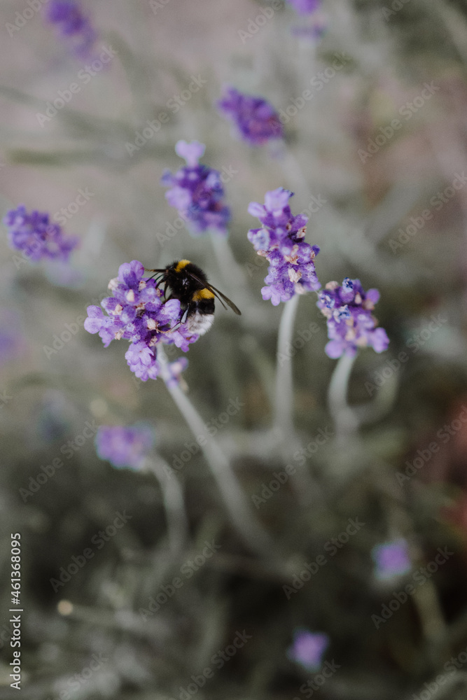 Close-up of a bumblebee sitting on a purple flower with blurry green background Close-up of a bumblebee sitting on a purple flower with blurry green background