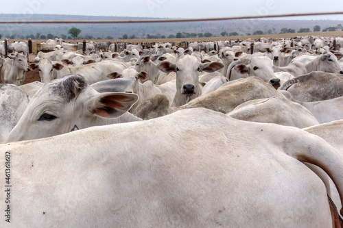A group of Nelore cattle herded in confinement in a cattle farm in Mato Grosso state, Brazil