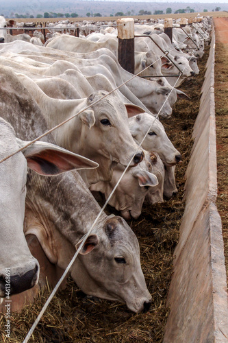 A group of Nelore cattle herded in confinement in a cattle farm in Mato Grosso state, Brazil