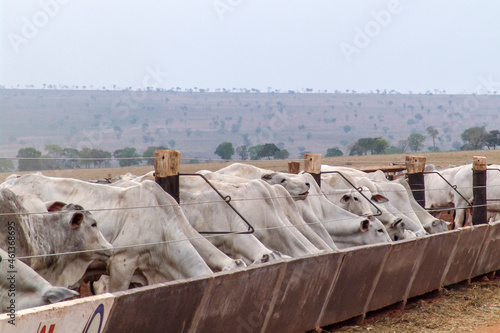 A group of Nelore cattle herded in confinement in a cattle farm in Mato Grosso state, Brazil photo