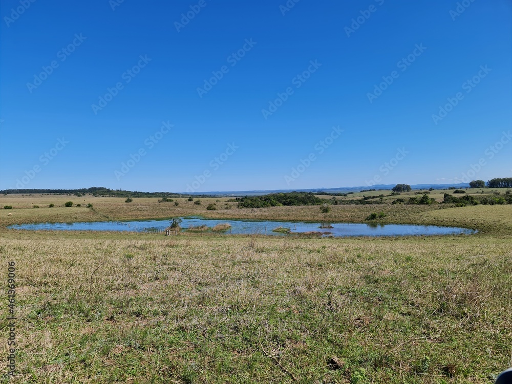 Fototapeta premium campo, pecuária, agronegócio, 