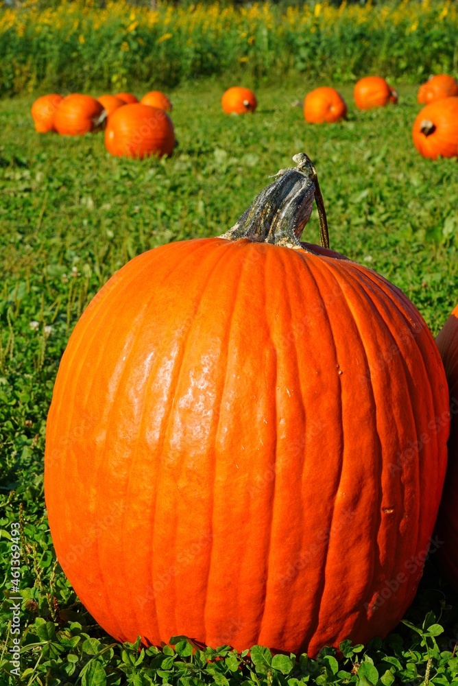 Round orange pumpkins on the grass in the fall Round orange pumpkins on the grass in the fall