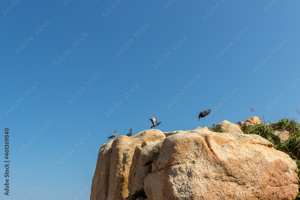 birds on rock