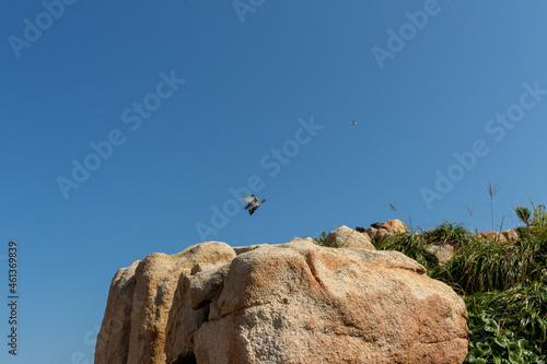 dove on the rock