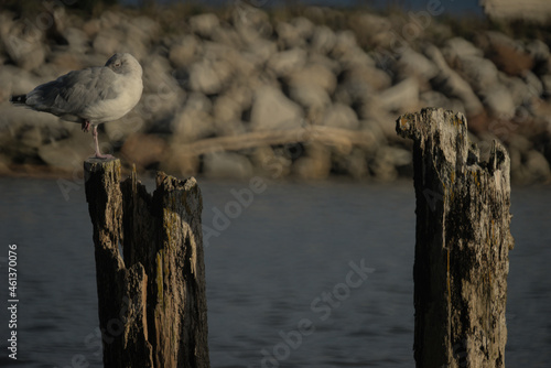 Seagull hanging out on a wooden post during a sunny Autumn afternoon. A rock pier with driftwood and the ocean visible in the background.  © Mathieu