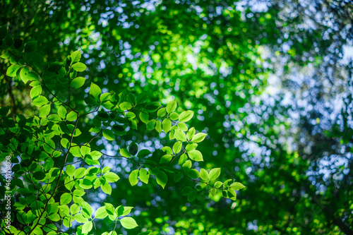 Green leaves in Aokigahara forest  Yamanashi Prefecture  Japan