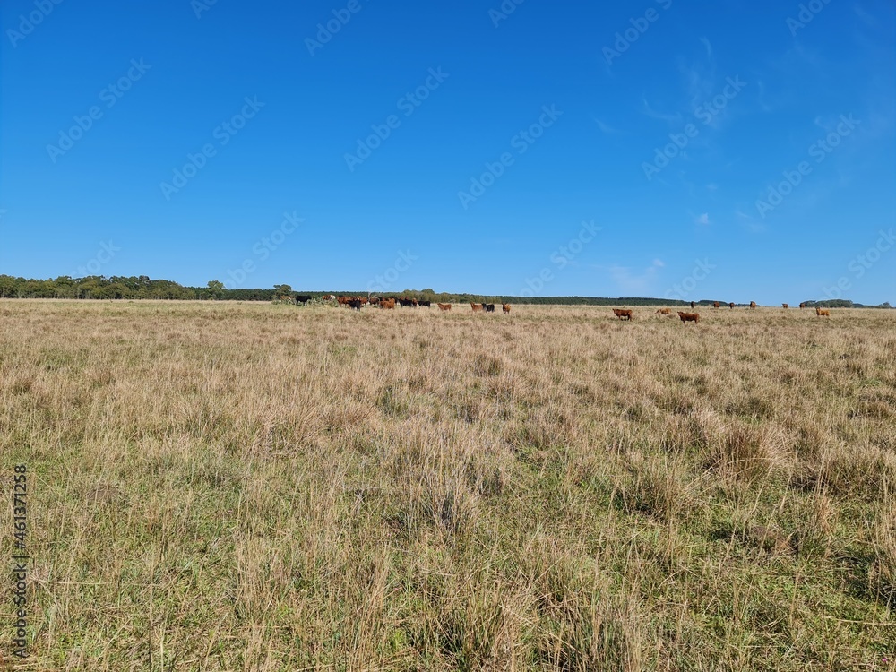 fazenda para pecuária, campo, lavoura, gado