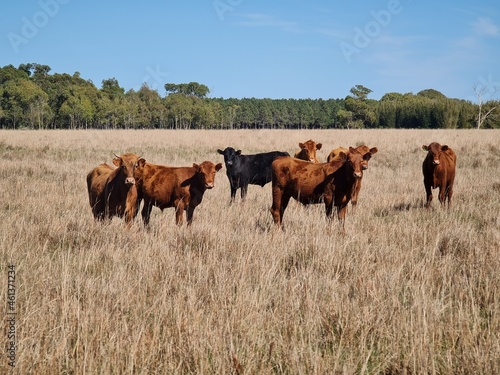 fazenda para pecuária, campo, lavoura, gado © Gilson Mekelburg