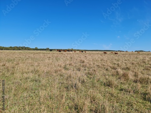 fazenda para pecu  ria  campo  lavoura  gado