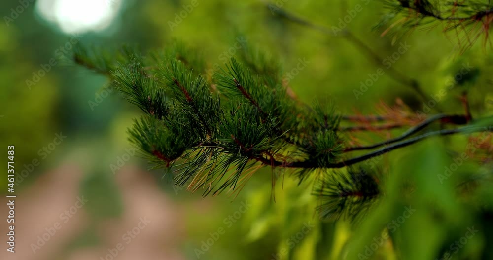 Close-up, a fluffy branch of a pine tree in the forest. Green spruce branch with needles sticks out of the pine thicket. Forest in summer, beautiful nature. 4k, ProRes Close-up, a fluffy branch of a pine tree in the forest. Green spruce branch with needles sticks out of the pine thicket. Forest in summer, beautiful nature. 4k, ProRes