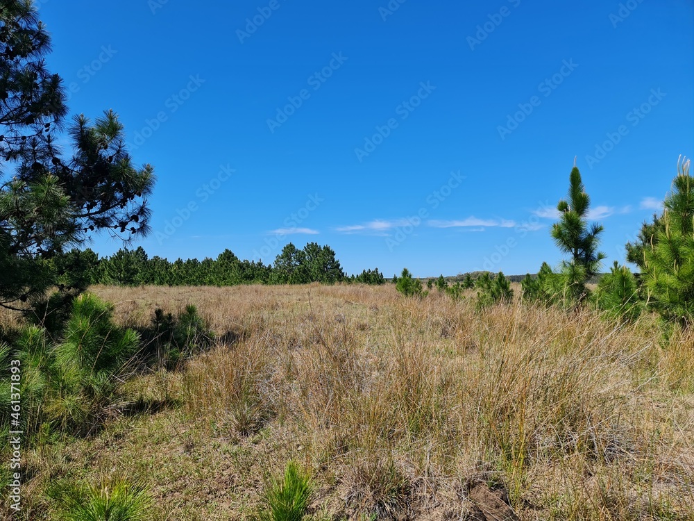 fazenda pecuária fazenda pecuária