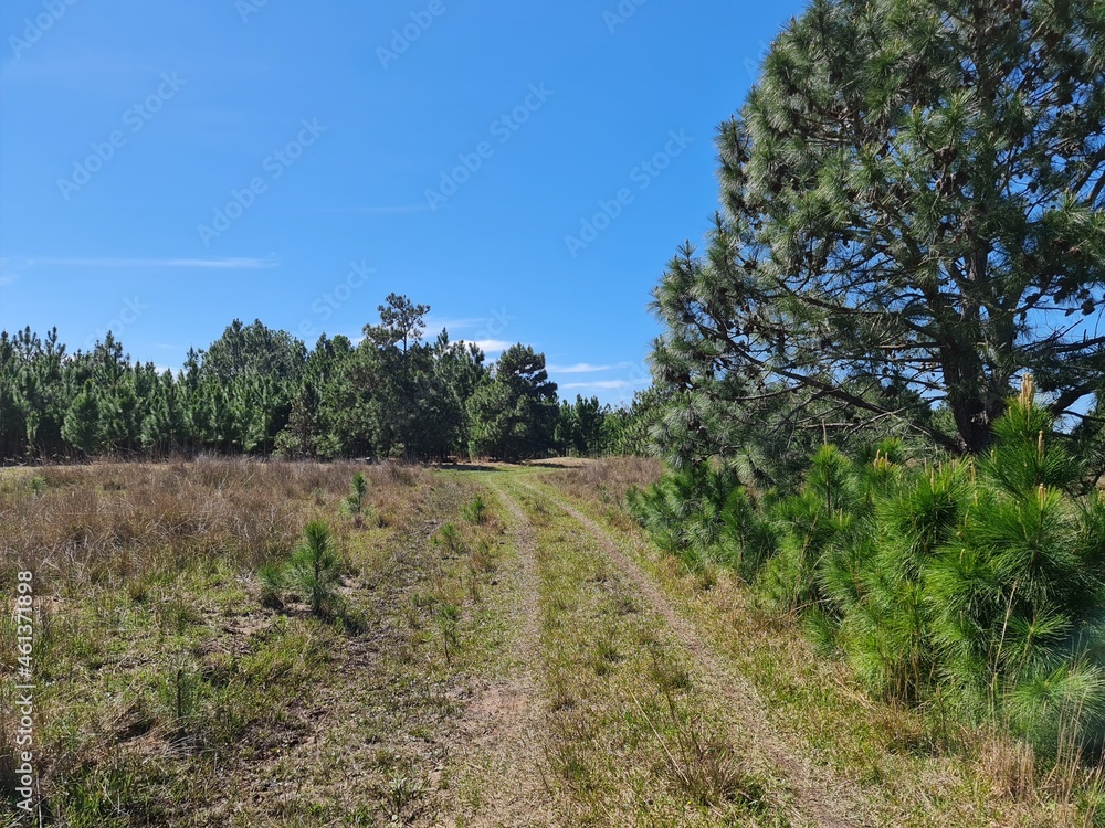 árvores de pinus árvores de pinus
