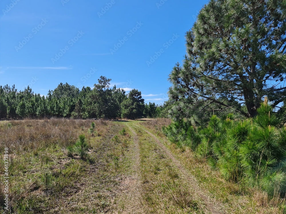 árvores de pinus