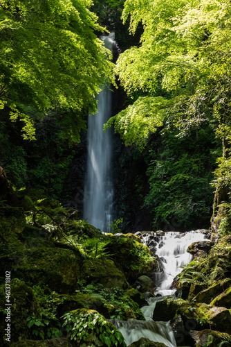 Gorgeous waterfall immerse in green forest with its serene atmosphere, river flowing over rocks. Japan.