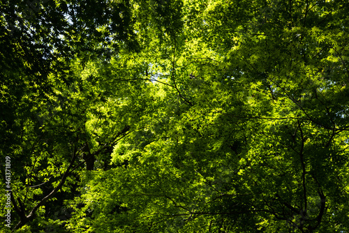 Look up view of a very green forest, Japanese maple in spring.