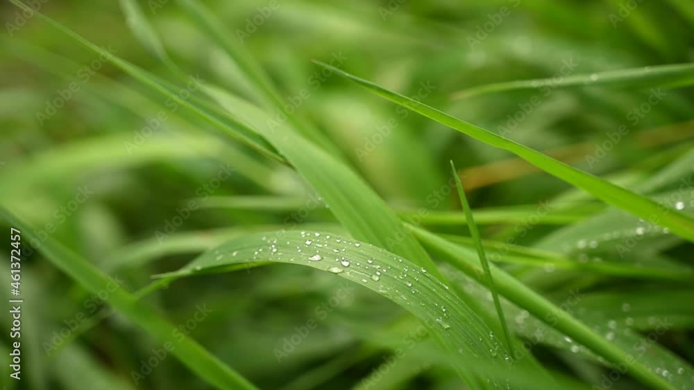 A background of juicy green grass in the wind. Video with a static camera. High quality 4k footage A background of juicy green grass in the wind. Video with a static camera. High quality 4k footage