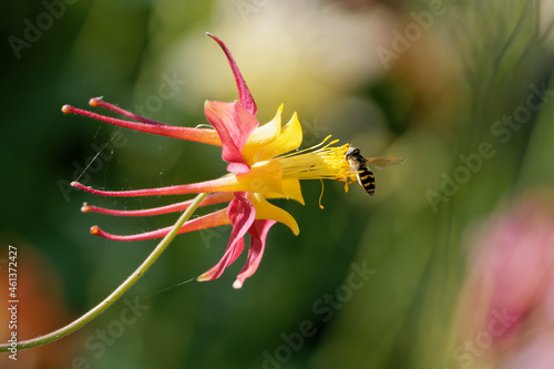 Shallow focus of a crimson columbine flower and a bee flying over it and pollinating. photo