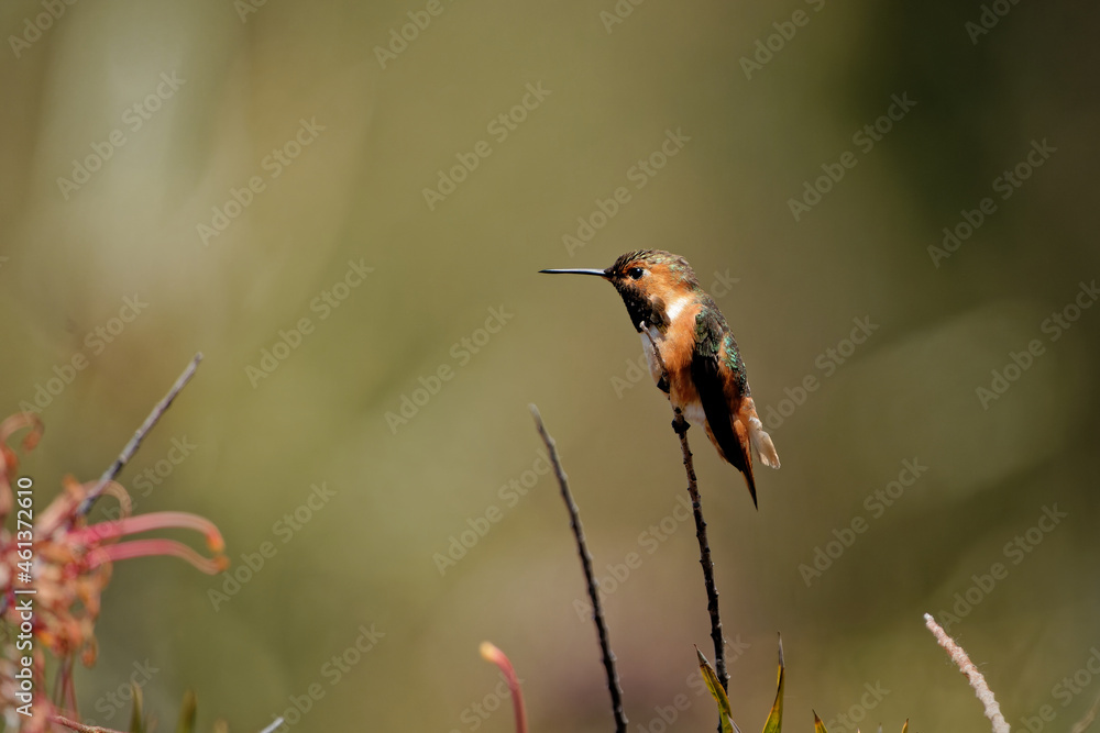 Fototapeta premium Shallow focus shot on a beautiful tiny hummingbird sitting on a bare branch.