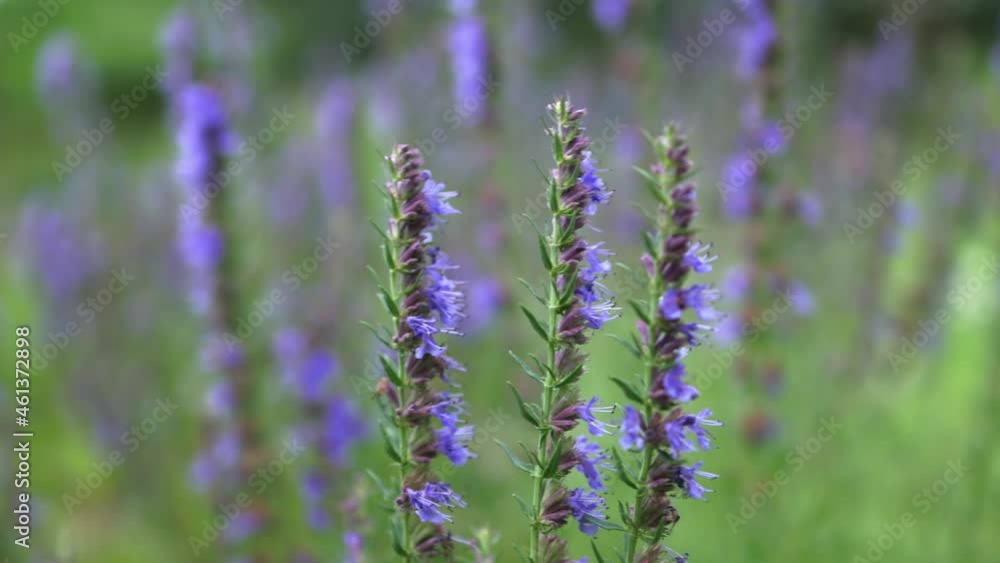 violet purple flowers of lavender swaying moving in a wind breeze. bushes of blooming lavandula lamiaceae labiatae in summer spring sunlight violet purple flowers of lavender swaying moving in a wind breeze. bushes of blooming lavandula lamiaceae labiatae in summer spring sunlight