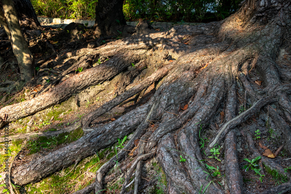 地面に露出した木の根