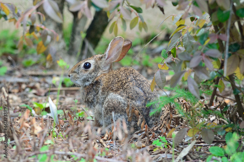 Bunny rabbit © April