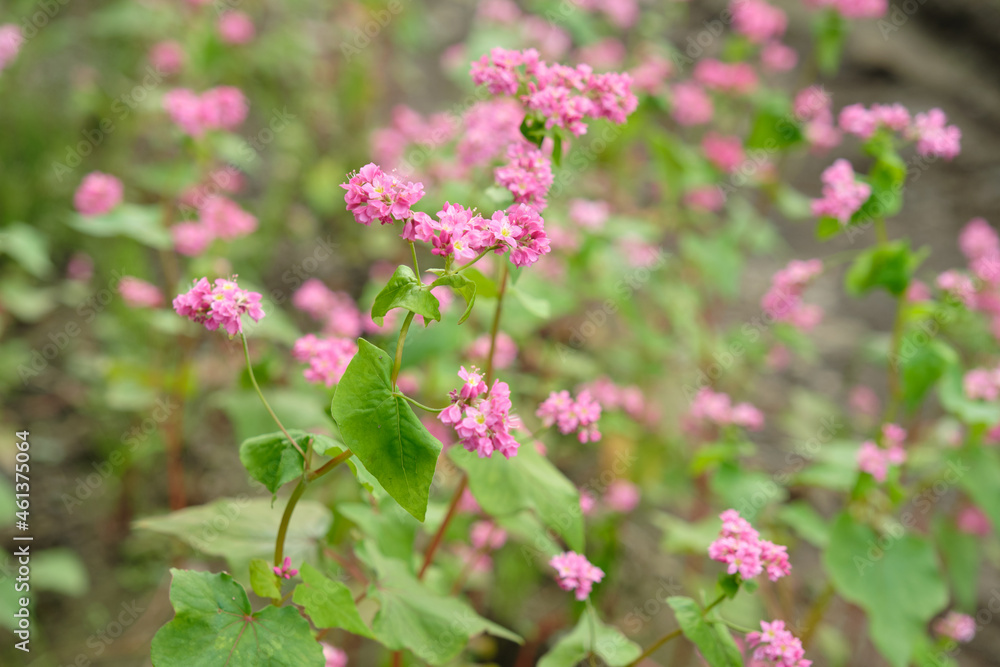 赤そばの里 赤ソバの花 赤そばの里 赤ソバの花