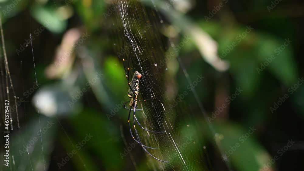 Seen from its side, moving with the wind, ambient light from dark to bright caused by sunlight penetrating through the forest; Giant Wood Spider, Nephila, Kaeng Krachan National Park, Thailand. Seen from its side, moving with the wind, ambient light from dark to bright caused by sunlight penetrating through the forest; Giant Wood Spider, Nephila, Kaeng Krachan National Park, Thailand.