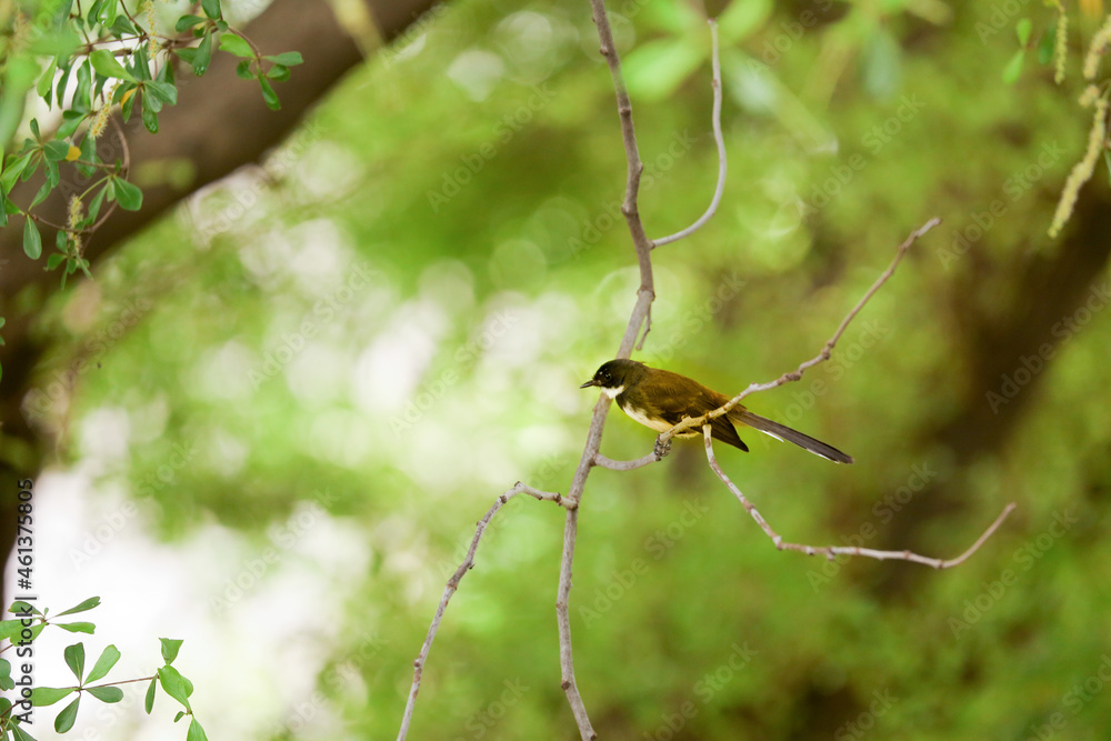 The Pied Fantail that lives in Bangkok is clinging to branches in search of food. The Pied Fantail that lives in Bangkok is clinging to branches in search of food.
