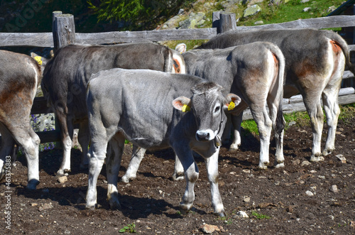 A younge cow looks curiously. photo