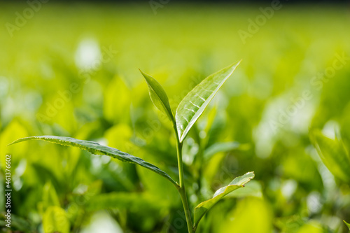 Tea Farm Farming In Kenya Leaf Leaves Landscape Countryside Nature Scenery Kericho County East Africa Kenya Great Rift Valley Rural Agriculture Panoramic Views Cloud Fauna Flora Mountains Trees Travel photo