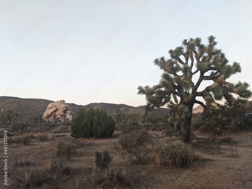 Joshua Tree National Park in California, United States. Trees and rocks on the dessert