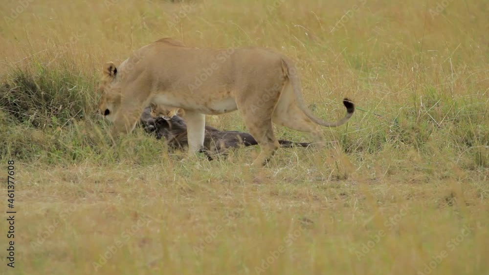 Female Lions Sharing a Fresh Meal in the Grass in Maasai Mara Kenya Africa Female Lions Sharing a Fresh Meal in the Grass in Maasai Mara Kenya Africa