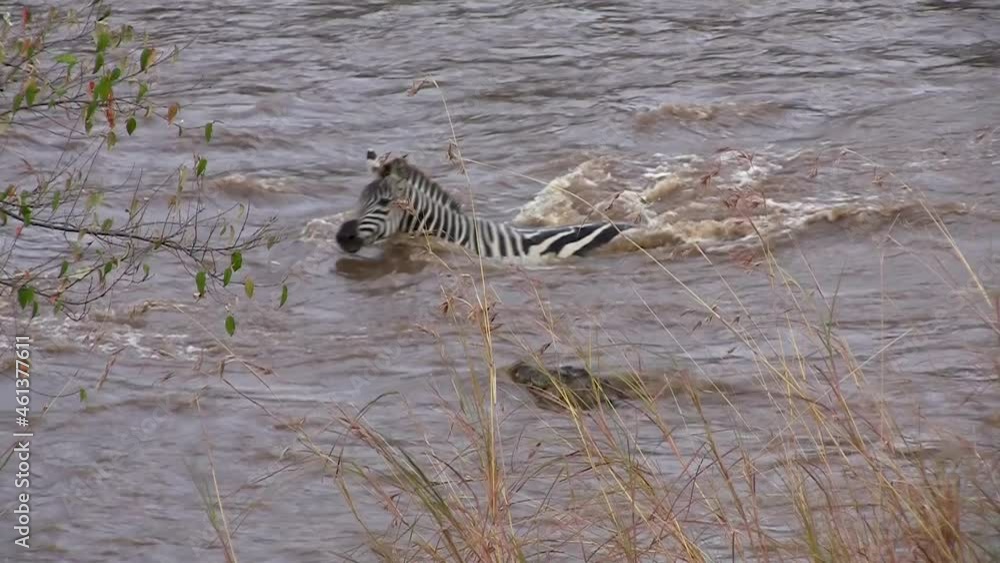 Zebras Crossing River with Crocodile Watching Closely in Maasai Mara Kenya Africa Zebras Crossing River with Crocodile Watching Closely in Maasai Mara Kenya Africa