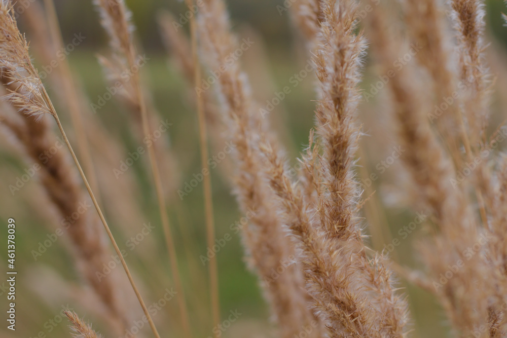 Fototapeta premium glade with dry grass. dried flowers. autumn photo.
